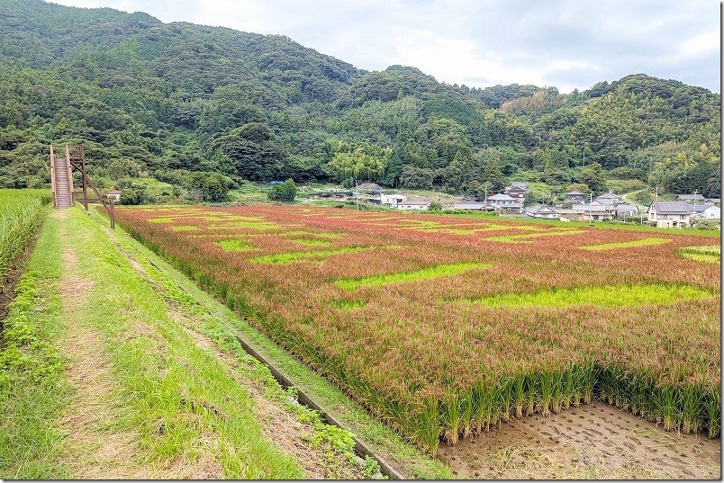 赤米アート 赤米と展望台 赤米アート 赤米と展望台
