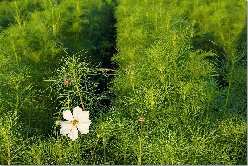 2025年 やよいの風公園のコスモス畑　開花状況（2025/10/12時点）