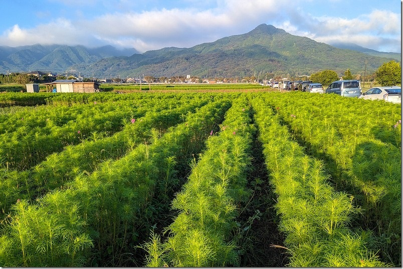 2025年 やよいの風公園のコスモス畑　開花状況（2025/10/12時点）