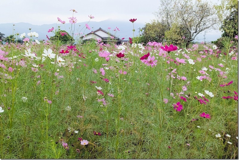 2025年 平原歴史公園のコスモス畑　開花状況(2025/10/12時点)