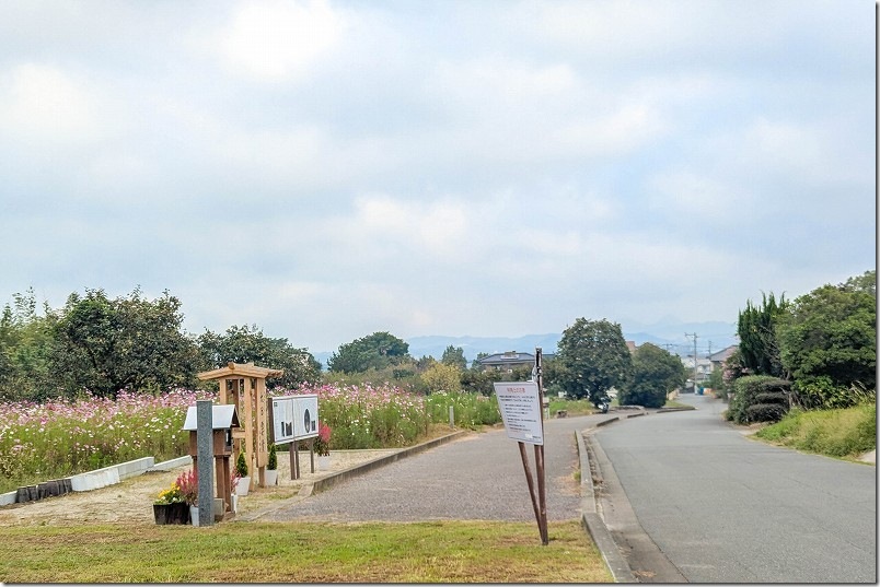 2025年 平原歴史公園のコスモス畑　開花状況(2025/10/12時点)