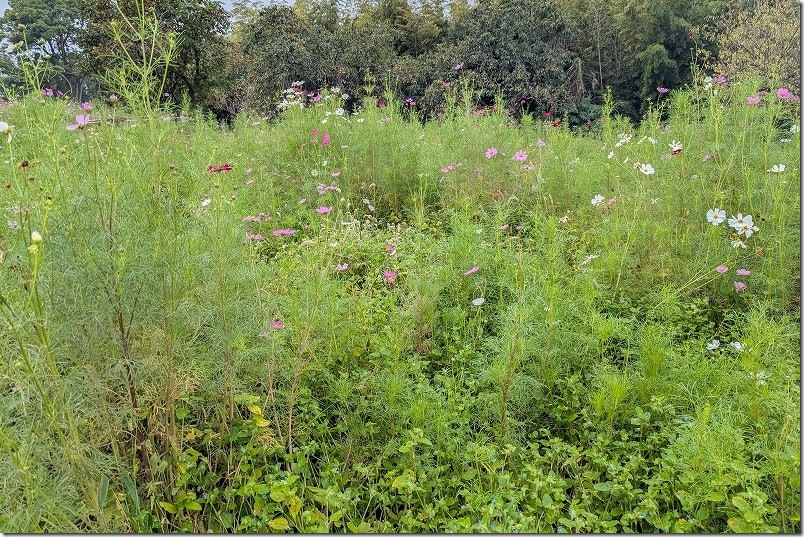 2025年 平原歴史公園のコスモス畑　開花状況(2025/10/12時点)