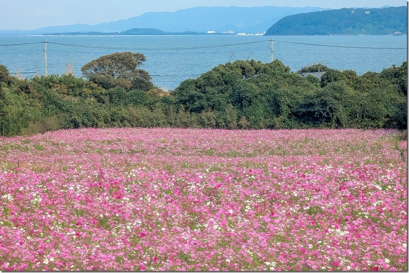2025 今津中田のコスモス畑開花状況・花摘 10月下旬見頃を迎えてます