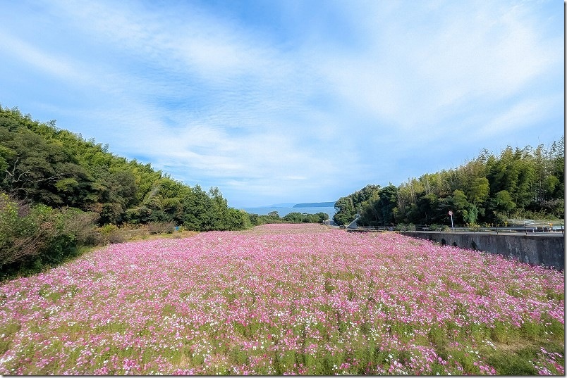 2025 今津中田のコスモス畑開花状況・花摘 2025/10/30時点8部咲き