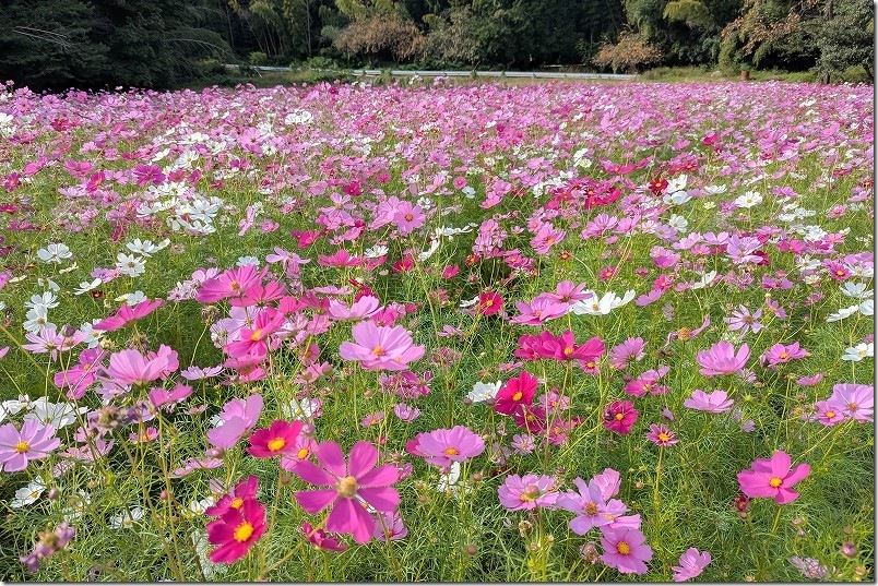 2025 今津中田のコスモス畑開花状況・花摘 2025/10/30時点8部咲き