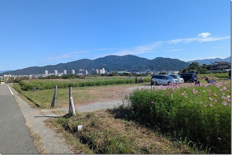 やよいの風公園のコスモス畑 駐車場
