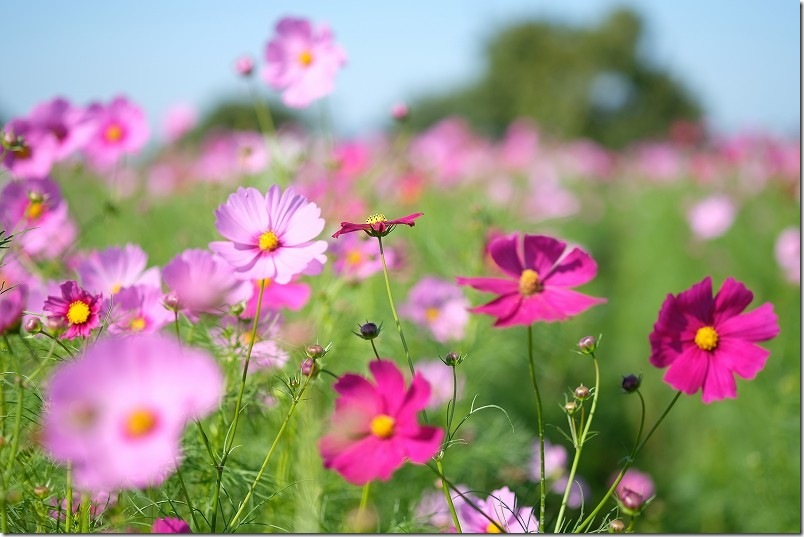 やよいの風公園のコスモス畑 開花状況 2025/10/24時点 6部咲きくらい