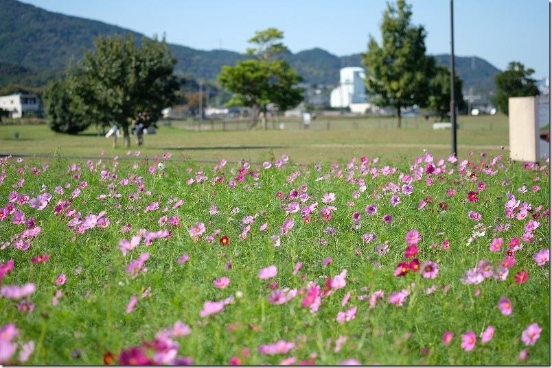 やよいの風公園のコスモス畑 開花状況 2025/10/24時点 6部咲きくらい