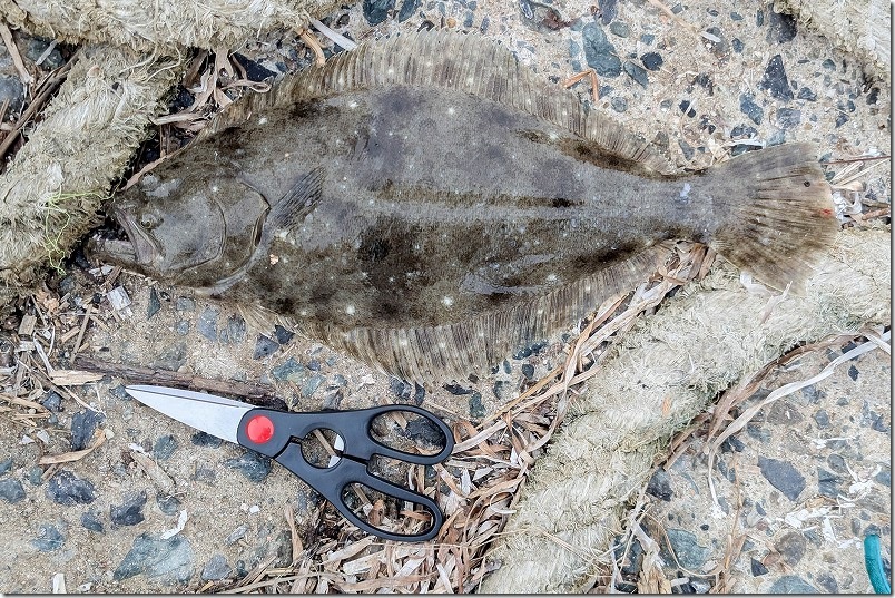 11月 糸島でルアーで釣れた魚 ヒラメ 11月 糸島でルアーで釣れた魚 ヒラメ