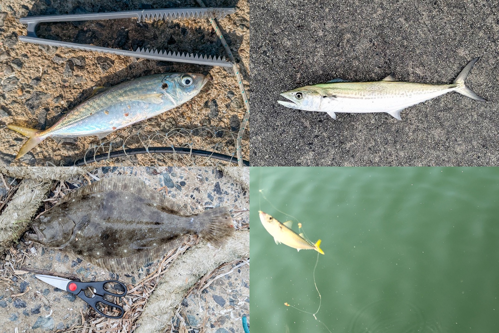 糸島で釣り【11月に釣れた魚 ルアーとサビキで！】
