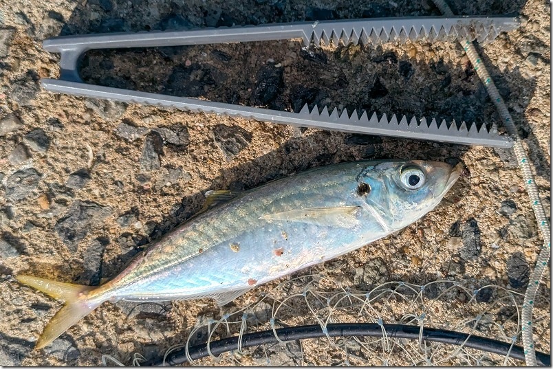 11月 糸島でルアーで釣れた魚 マルアジ 11月 糸島でルアーで釣れた魚 マルアジ