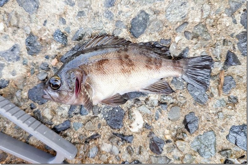 11月 糸島でサビキで釣れた魚 メバル 11月 糸島でサビキで釣れた魚 メバル