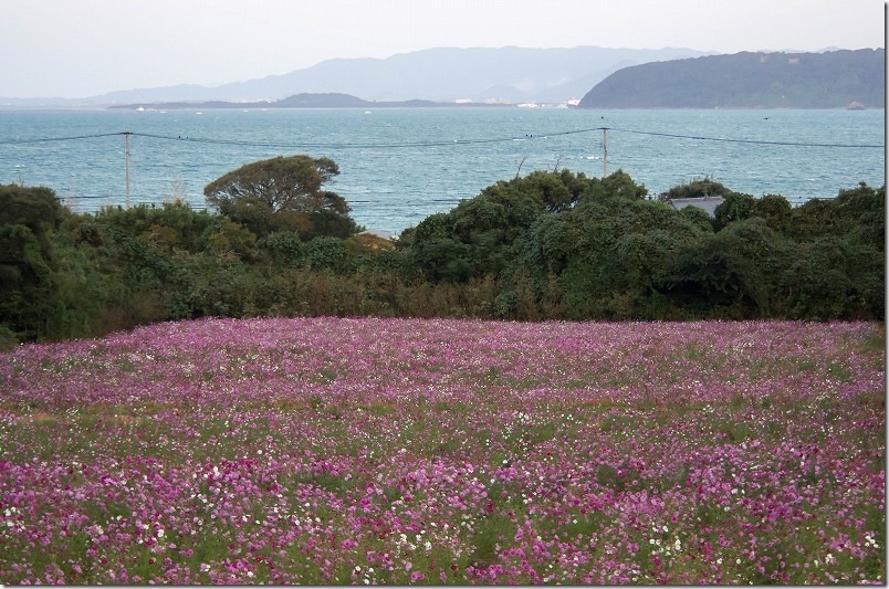今津中田のコスモス畑開花状況 2025/11/06 満開