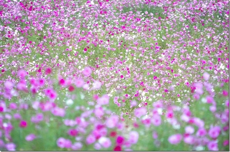 今津中田のコスモス畑開花状況 2025/11/06 満開
