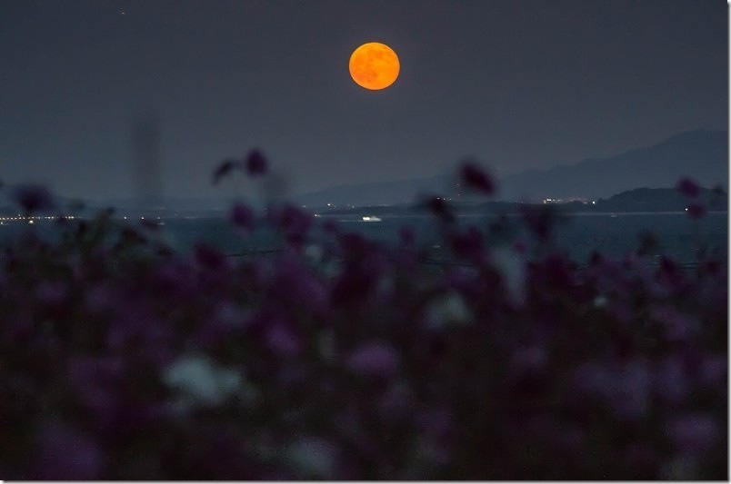 大きな満月とコスモスの花と船
