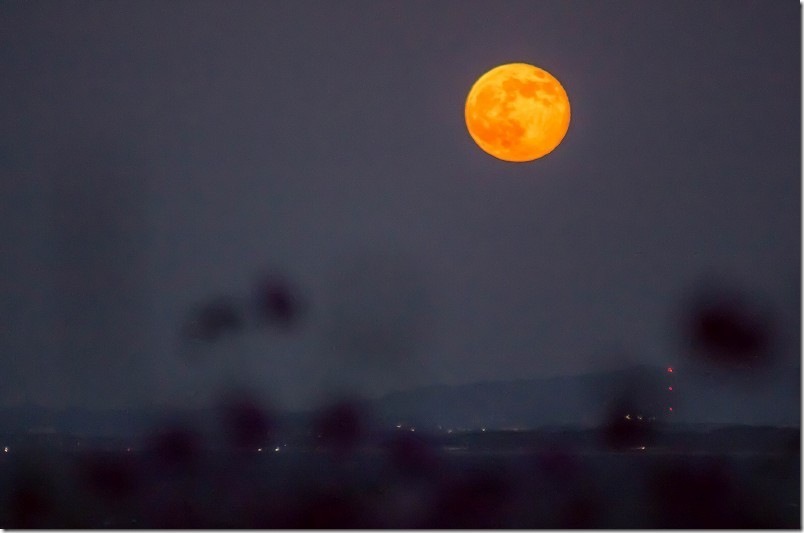 大きな満月とコスモスの花 スーパームーン