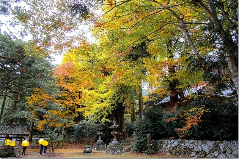 糸島 雷神社の紅葉 11月