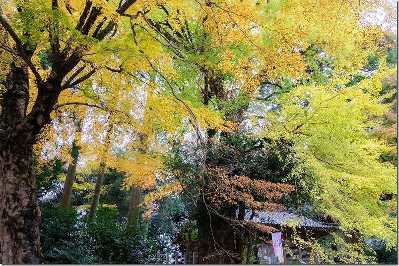雷神社 樹齢900年の公孫樹（イチョウ）の紅葉【福岡県指定天然記念物】