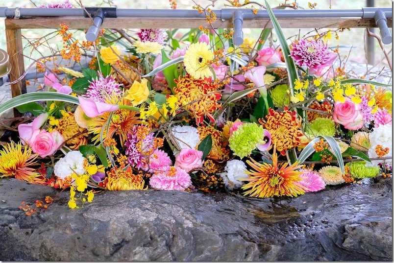 糸島 雷神社の花手水【糸島市雷山】 2025/11