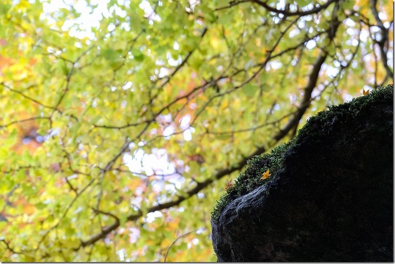 樹齢900年のイチョウの紅葉 雷神社