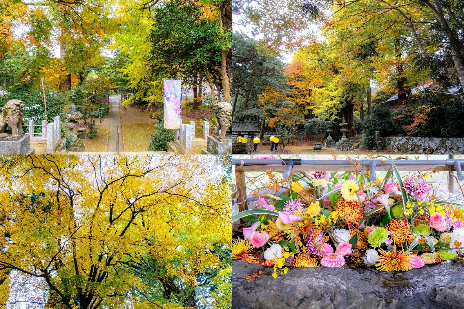 糸島 雷神社【11月 樹齢900年のイチョウの紅葉と花手水】