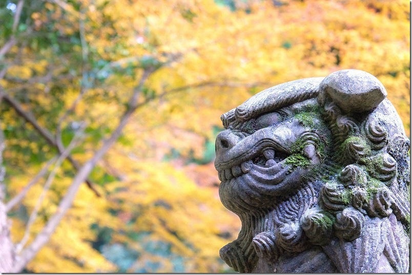 糸島 雷神社の紅葉と狛犬