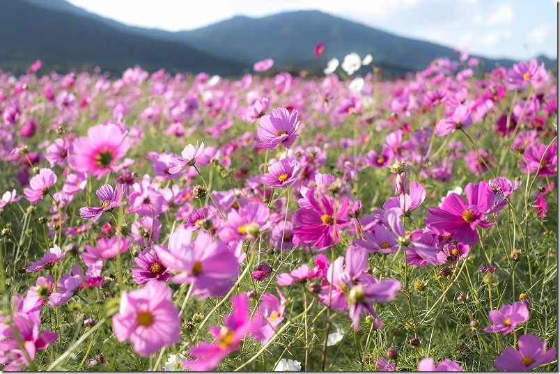 やよいの風公園のコスモス畑 開花状況 2025/11/1時点 ほぼ満開