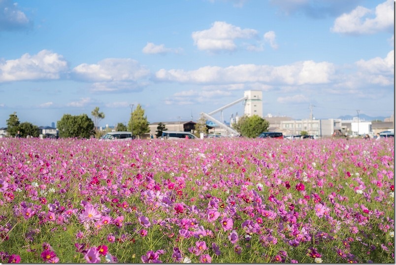 やよいの風公園のコスモス畑 開花状況 2025/11/1時点 ほぼ満開