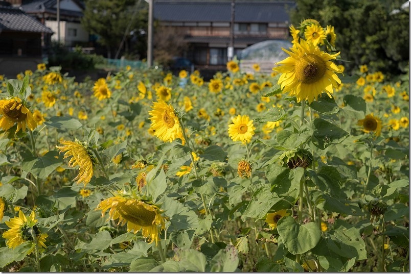 糸島 引津校区の「ひまわり畑」 2025年開花状況 11月 糸島 引津校区の「ひまわり畑」 2025年開花状況 11月