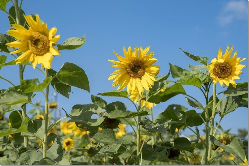 糸島 引津校区の「ひまわり畑」 2025年開花状況 11月 糸島 引津校区の「ひまわり畑」 2025年開花状況 11月