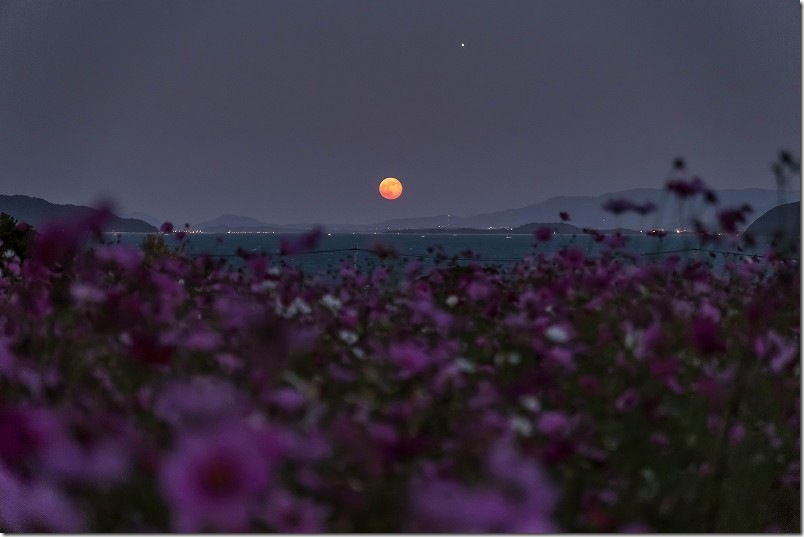 糸島 今津中田のコスモス畑と満月【コスモスの花と月】