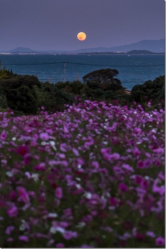 今津中田のコスモス畑と満月【コスモスの花と月と海】