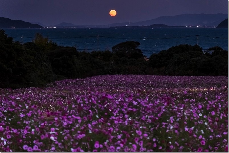 今津中田のコスモス畑開花状況 2025/11/06 満開のコスモス畑と満月