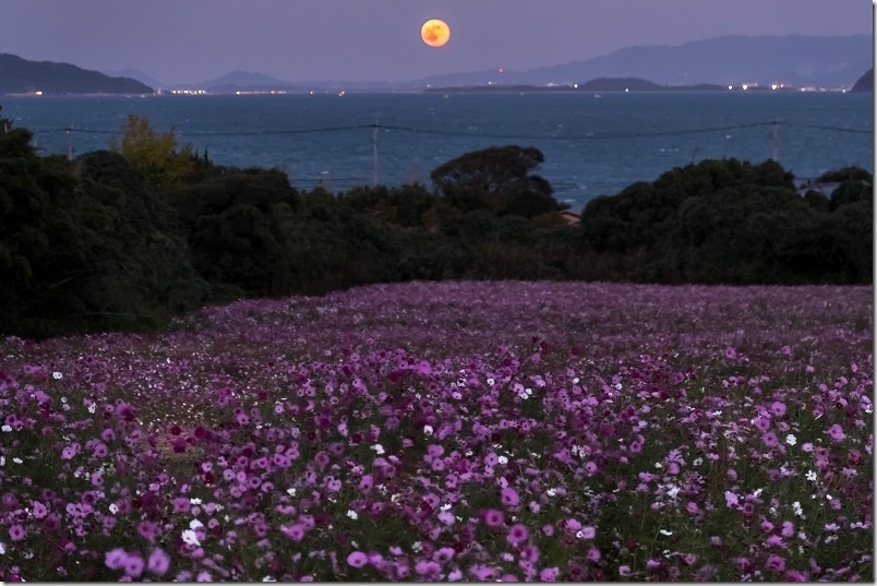 今津中田のコスモス畑と満月【コスモスの花と月と海】