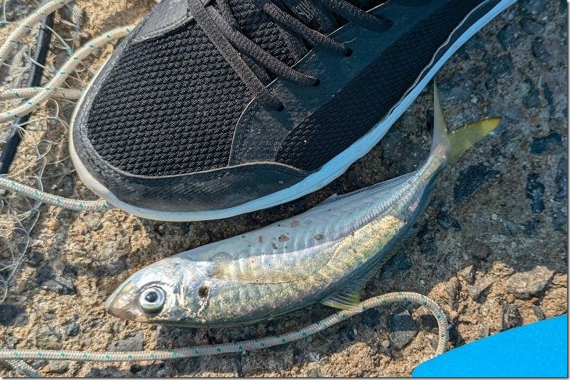 11月 糸島でサビキで釣れた魚 マルアジ 11月 糸島でサビキで釣れた魚 マルアジ