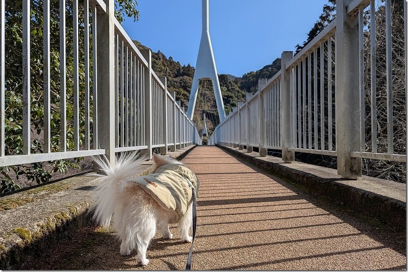 加茂ゆらりんこ橋を渡る！ 犬と一緒に