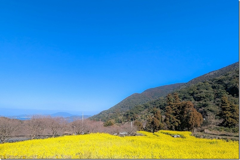 福岡県糸島市二丈福井にある加茂ゆらりんこ橋の菜の花畑が満開 2026年2月