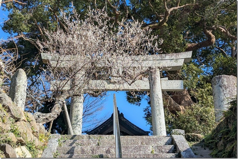 小富士天満宮｜鳥居の上に咲く梅