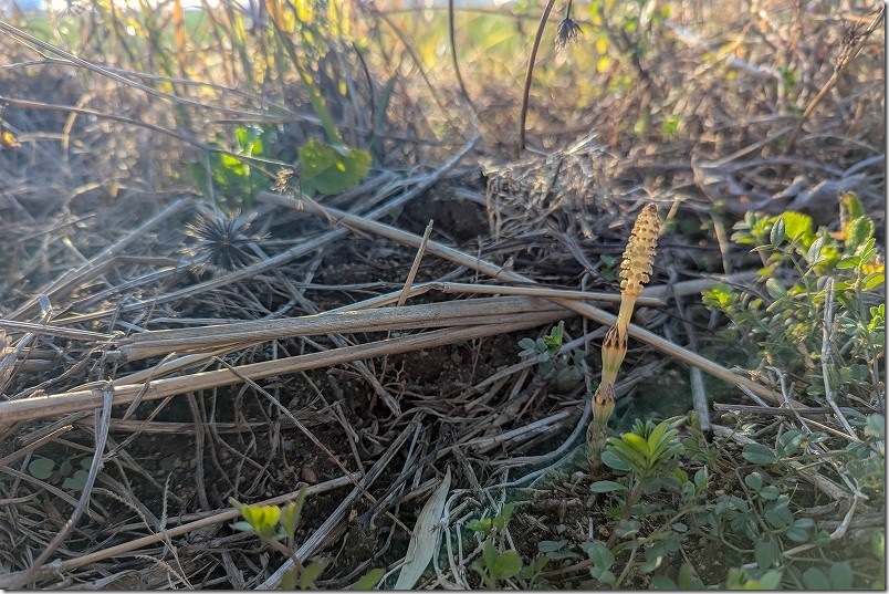 糸島で2月中旬に土筆（つくし）を見つけた！つくし取り