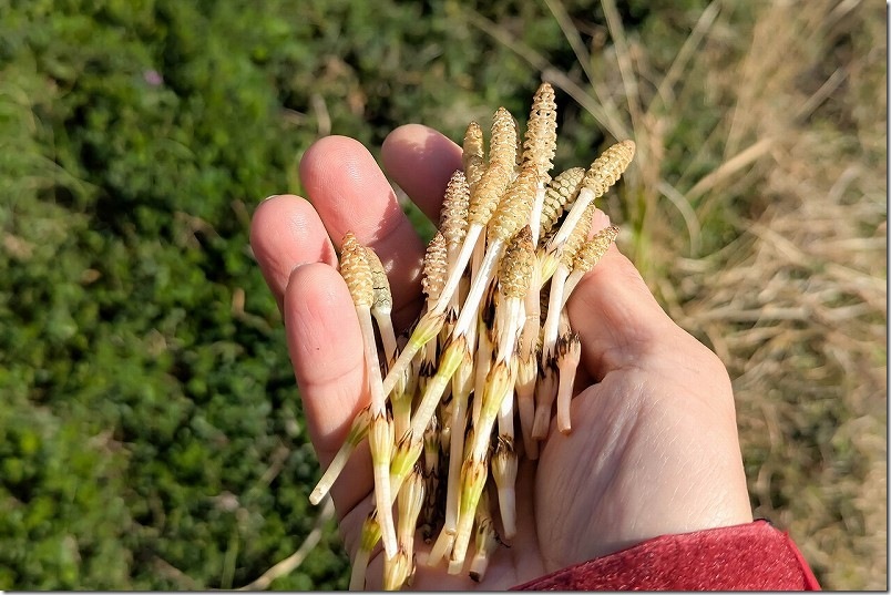 2026年2月下旬の糸島のつくし（土筆） つくし取り