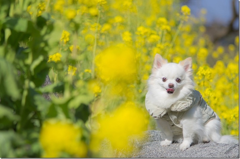 菜の花畑の中で犬を撮影 撮影スポット 糸島 加茂ゆらりんこ橋