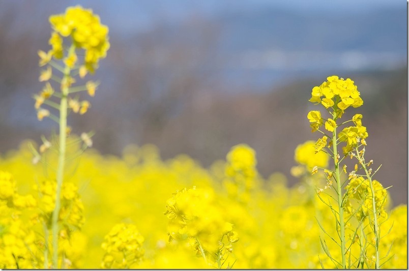 糸島 加茂ゆらりんこ橋の菜の花 2月中旬