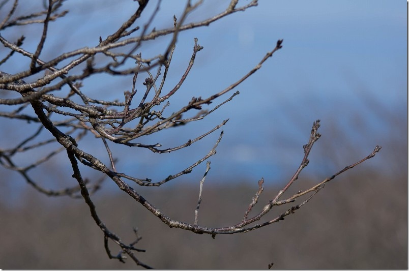 2月 菜の花の周りを囲む桜の並木は、まだ蕾がだいぶ硬い  糸島 加茂ゆらりんこ橋