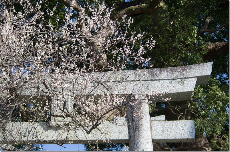 小富士天満宮｜鳥居の上に咲く梅