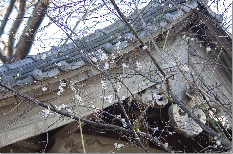 2026年2月中旬の開花状況｜木によってバラつきあり 蕾もある