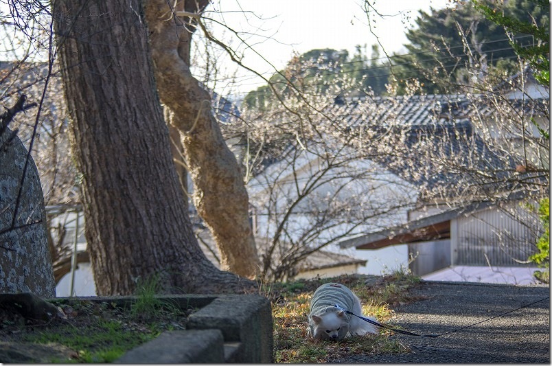 糸島・小富士梅林を犬と歩くのんびり散策