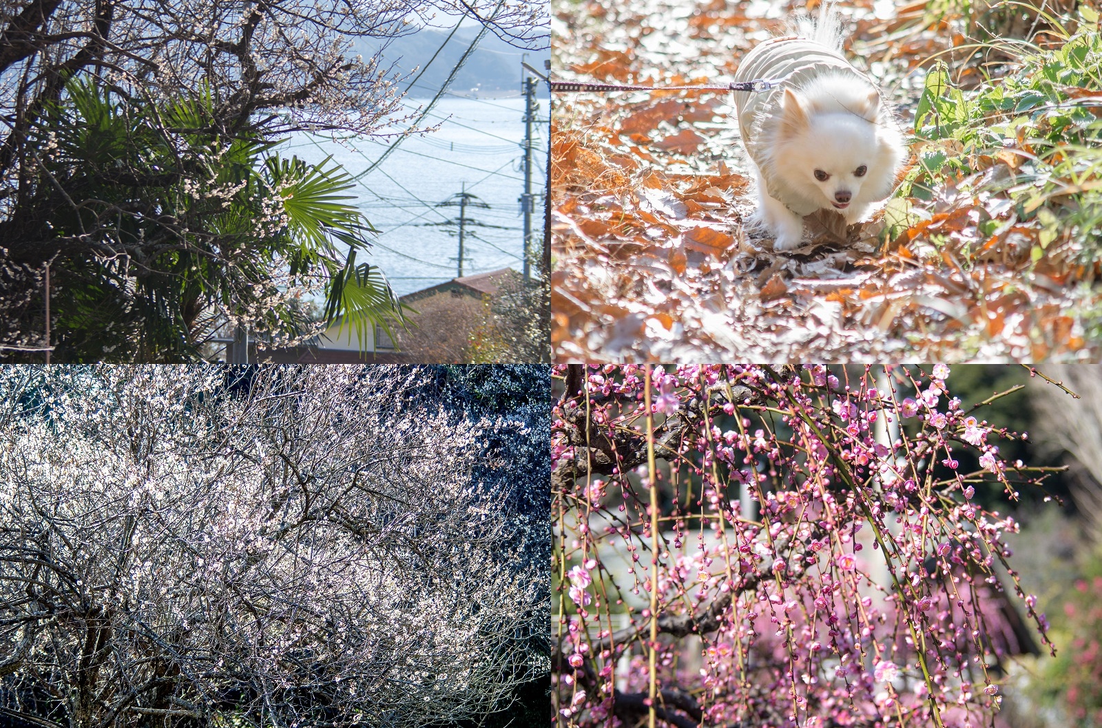 【2026年2月中旬】小富士梅林の開花状況｜糸島の海と梅、犬と歩くのんびり散策レポ