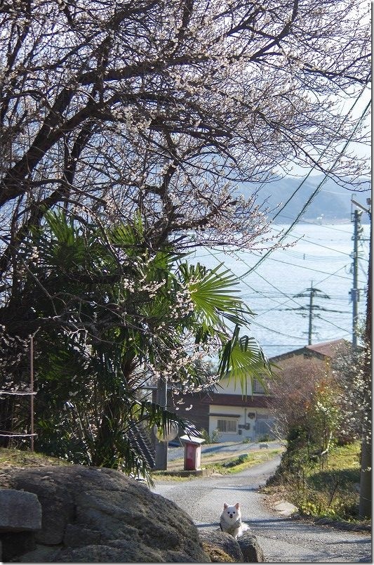 糸島の海と梅の花（チワワ・犬と撮影）