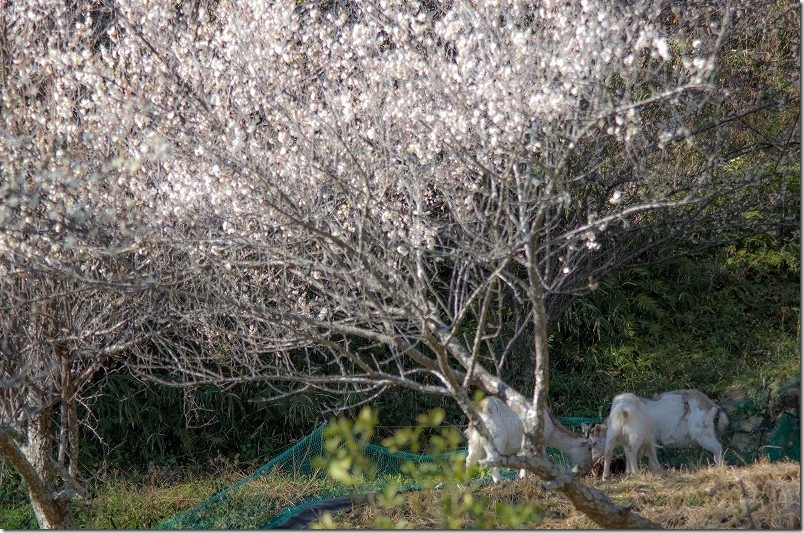 ヤギと梅｜のどかな風景にほっこり 小富士梅林