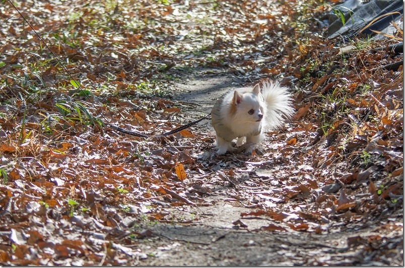 小富士梅林 ヤギの居る山道沿い犬と散歩